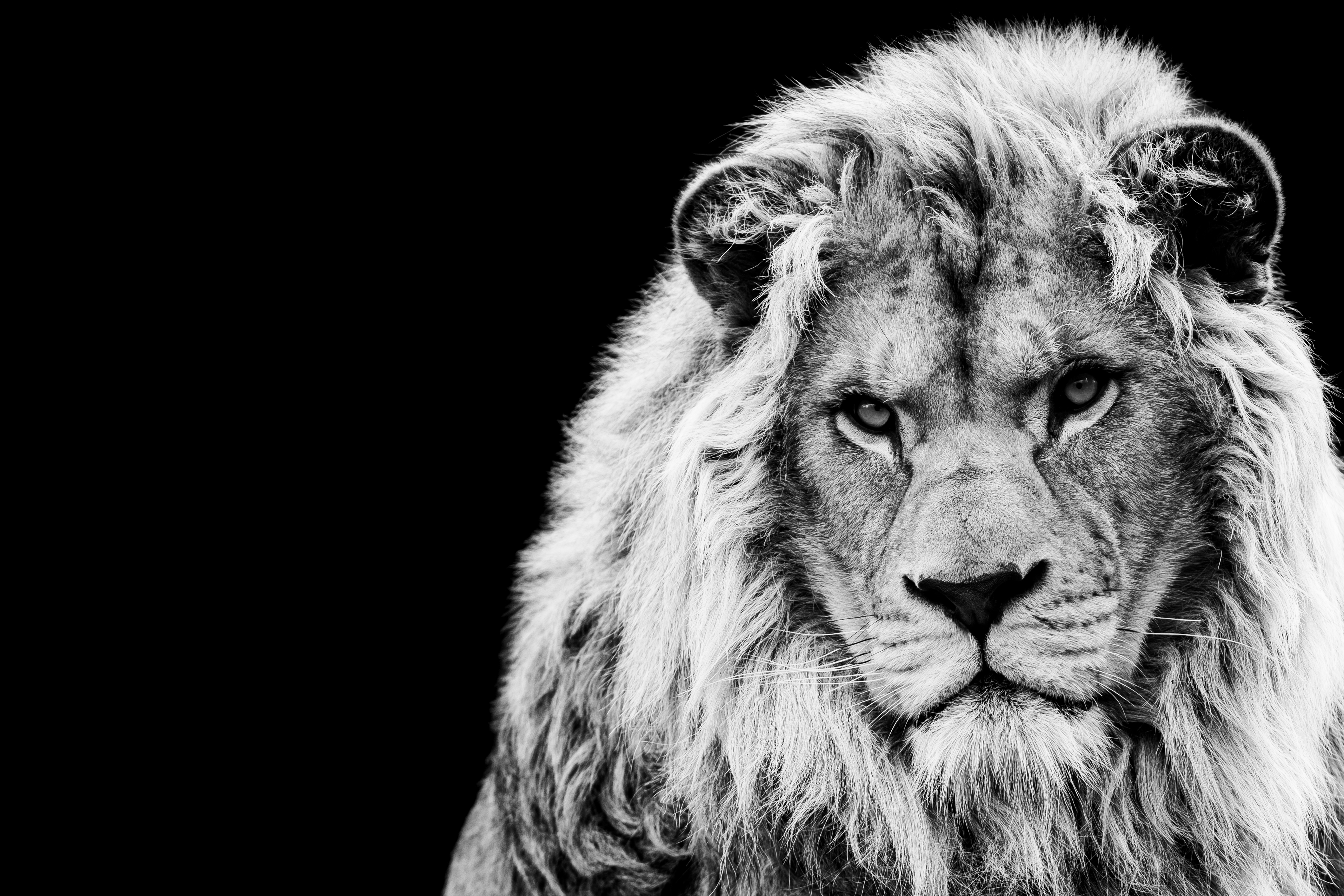 CHV Lion Front — Leadership